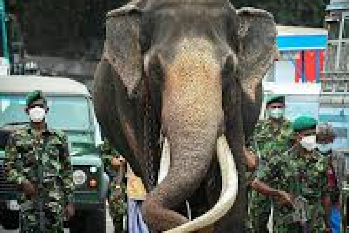 සංරක්ෂණය කළ නැඳුන්ගමුවේ රාජා එළැඹෙන 11 වැනිදා සිට මහජන ප්‍රදර්ශනයට